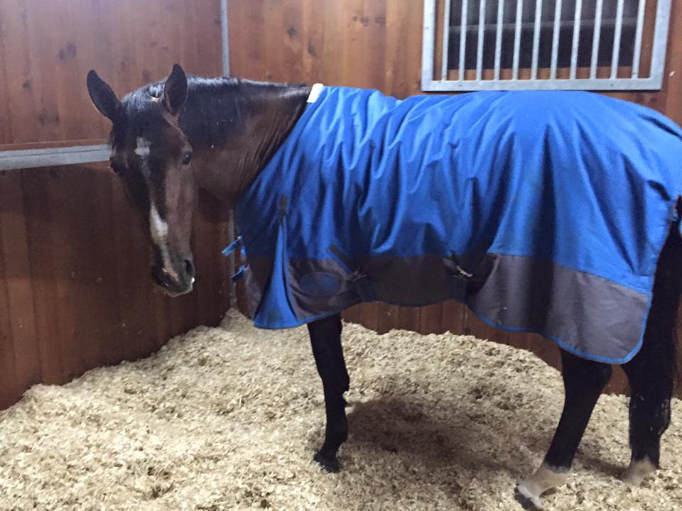 Cavalo nos boxes da HTS